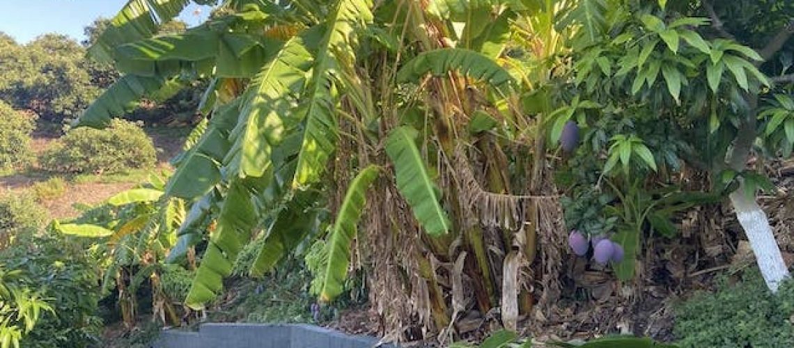 tropical plantation in South of Spain